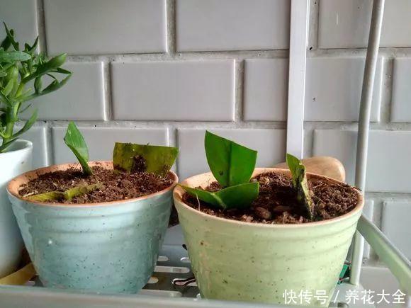 金钱树叶子插土里,冒出一串小土豆,真成摇钱树