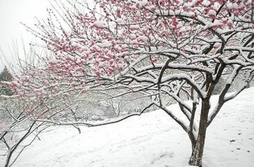 雪梅,即梅花傲雪,梅花属于抗寒类木本花卉,在雪中与雪花相映,异常美丽