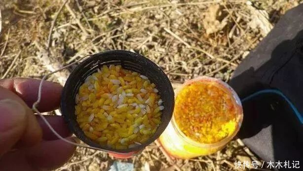 冬季野钓鲫鱼不要只用酒米打窝,这样搭配效果