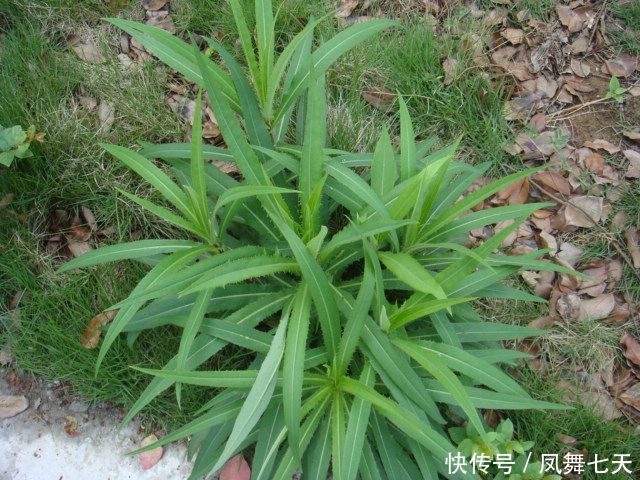 它在国外“恶贯满盈”,入侵我国后,如今却有人靠它发财