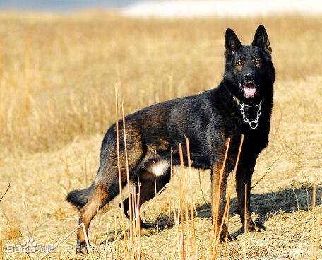 东德牧羊犬的饲养方法以及东德牧羊犬和西德牧