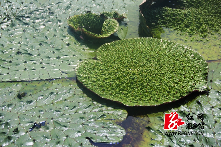 暑假去哪儿:＂别有洞天＂的东郊现代农业示范园