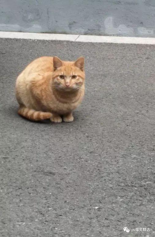 搞笑图:这是你们得罪ps大神的后果!