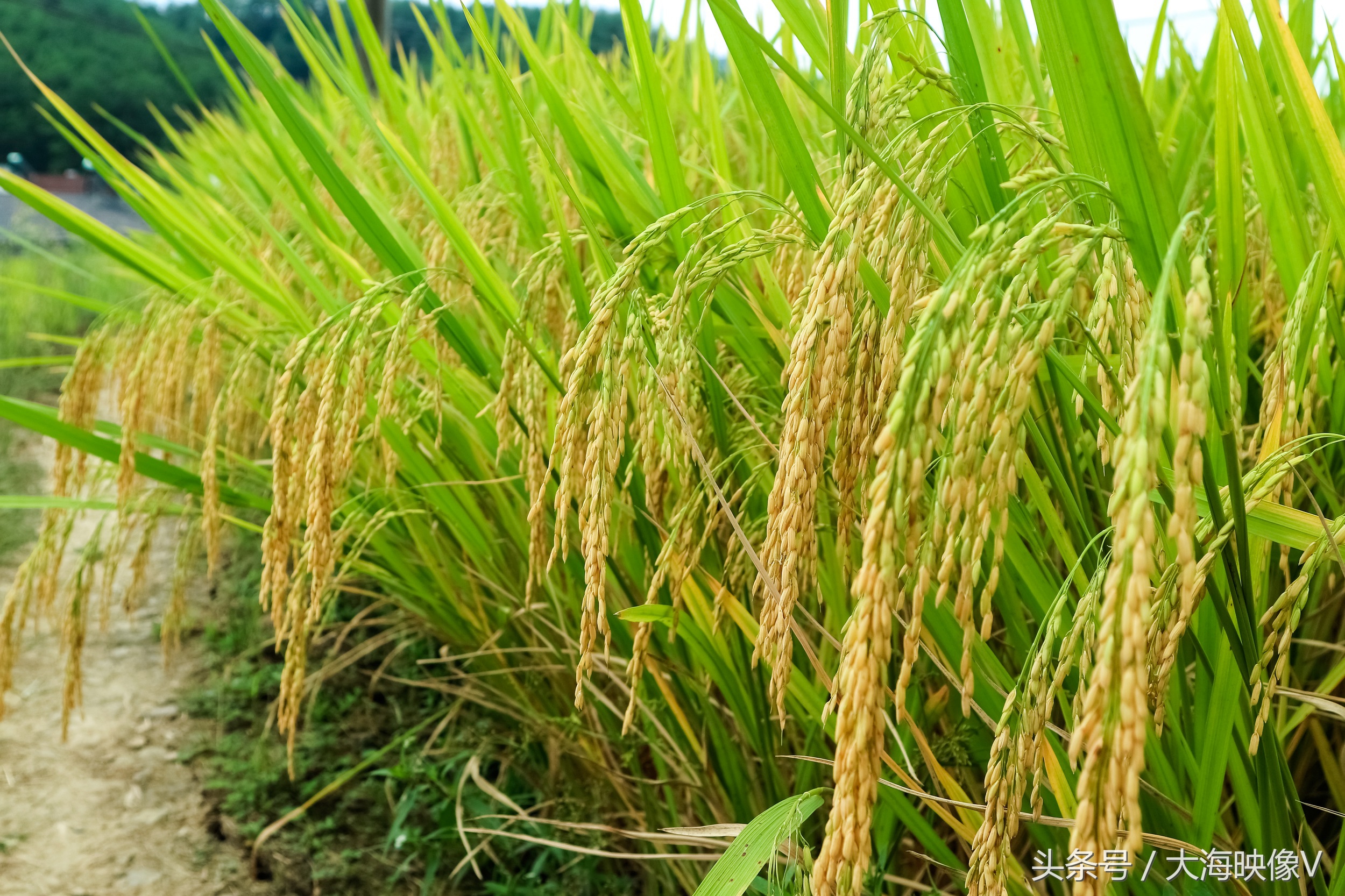 湖北宜昌:水稻收获季 农民秋收忙