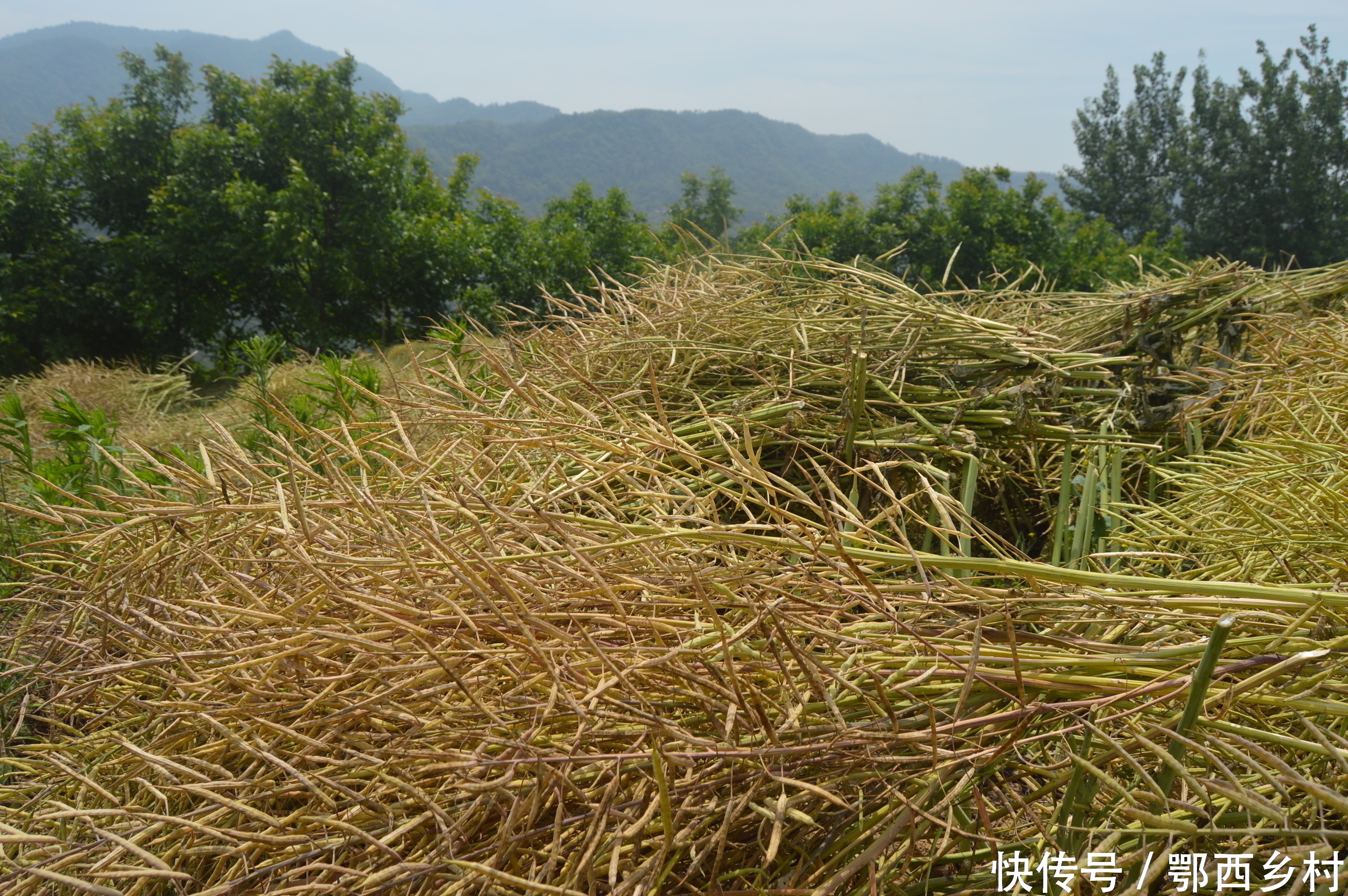 又到油菜收割时，农户抢割忙收获