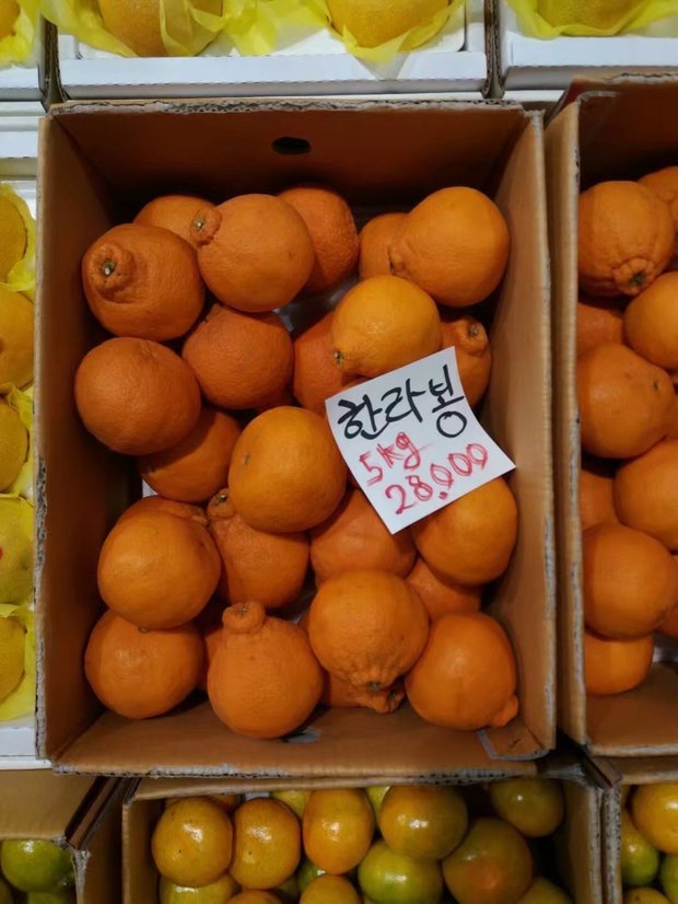 济州岛的丑橘跟国内的丑橘不一样吗?_360问答