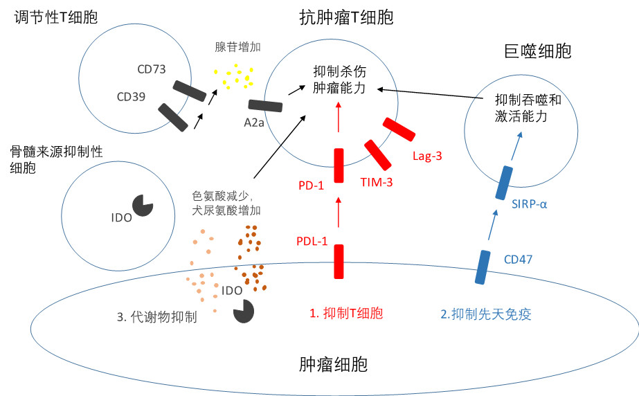 肿瘤免疫领域六大投资机会