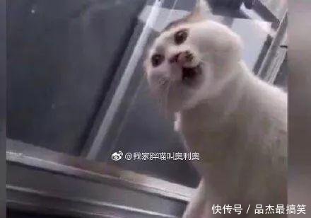 你胖了这么多我咋带出去你嫌我胖,我嫌你又丑