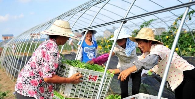 什么是农村合作社