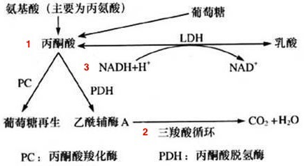 乳酸高达 12mmol\/L 没事儿?!我还是太年轻了