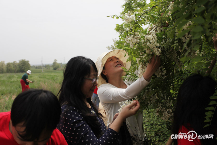 "槐香永寿.香飘丝路"永寿槐花节迎来众多自驾车友