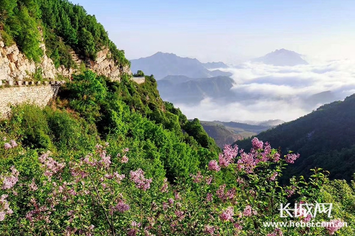 美如画!河北白石山景区丁香花海惹人醉