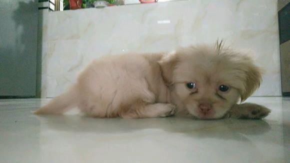 流浪狗饿坏了溜进店里找东西吃,老板娘不依不