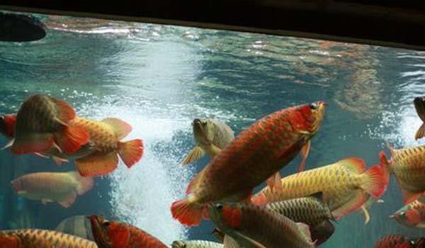 遼源市龍山區(qū)魚(yú)之美水族店（遼源市龍山區(qū)魚(yú)之美水族店地址）