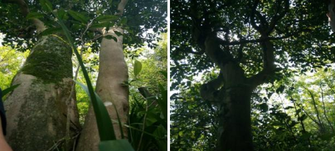 数十株野生千年古茶树 60年被埋没深山