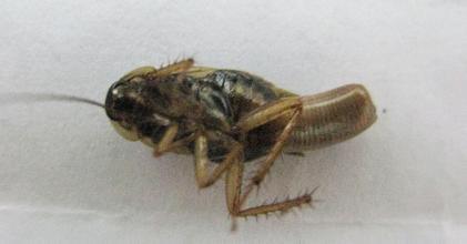 一种和蟑螂很像的虫子,有的肚子后面是长方形