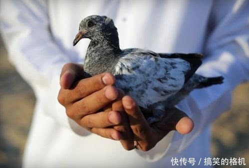 恶搞鸽子的视频,恶搞鸽子的视频大全