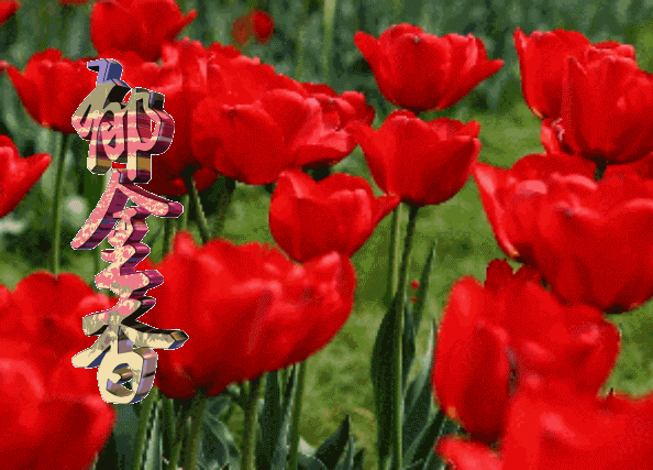 郁金香花的花语 爱和永远的祝福