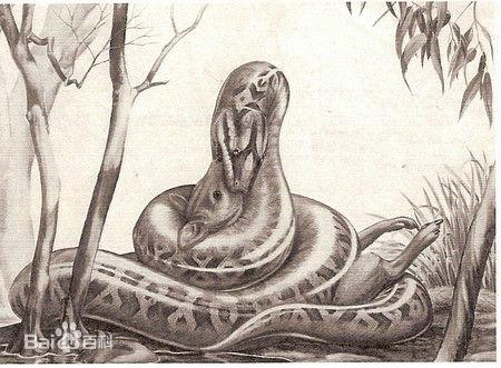 最大蛇类排行:第二名蛇吞象,第一大到难以想象!