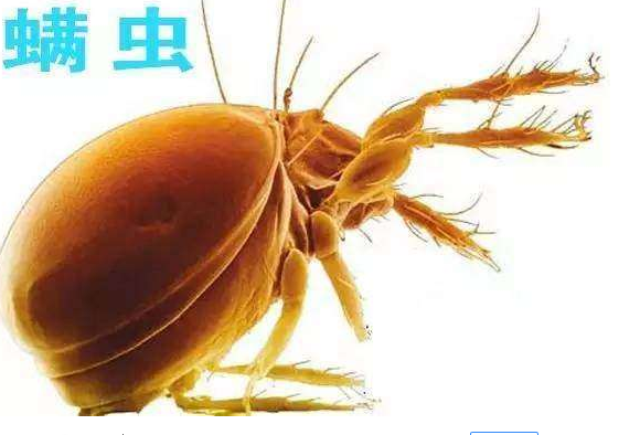 螨虫捣鬼痘痘乱冒?家里常见物品搭配使用,十天