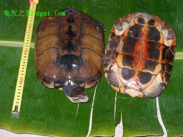 越南石龟性价比 南石龟种龟质量好推荐