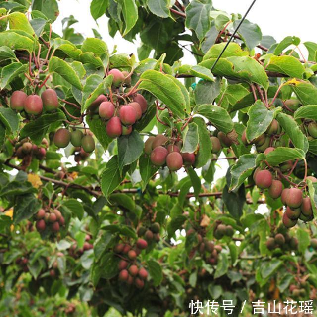 软枣猕猴桃繁殖及病虫害防治塔架栽培技术