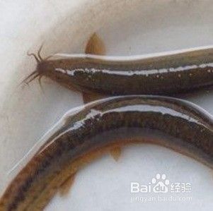 魚(yú)缸過(guò)濾器多久更換一次 水族問(wèn)答