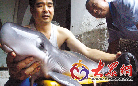 谁能给我一张鲸鱼幼崽的图片?_360问答