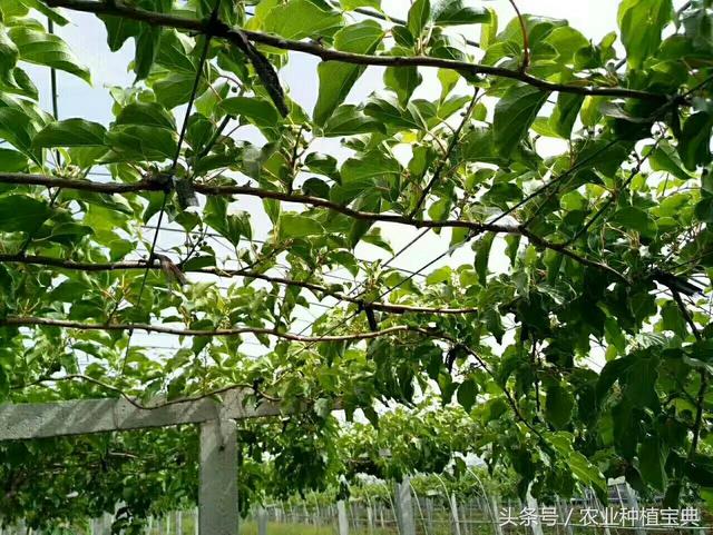 软枣猕猴桃最简单实用栽植管理技术