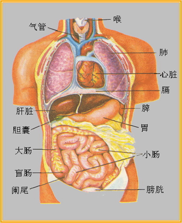 人体主要内脏分布图