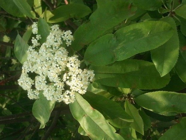 开白色的花,气味有点臭臭的观赏树是什么树?