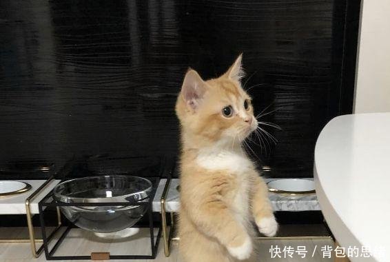 小奶猫靠卖萌获取食物,那个眼神触动人心,主人