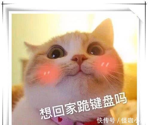 超萌的撒娇表情:闭上我的小耳朵,我都听taylorswift表情包2017图片