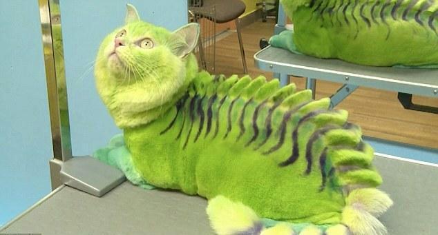 宠物造型师给猫染色,猫看起来像绿色的龙,狗看