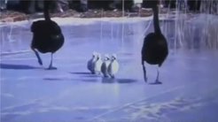 圆明园小天鹅被迫走冰脚蹼溃烂 游客为拍照驱赶所致