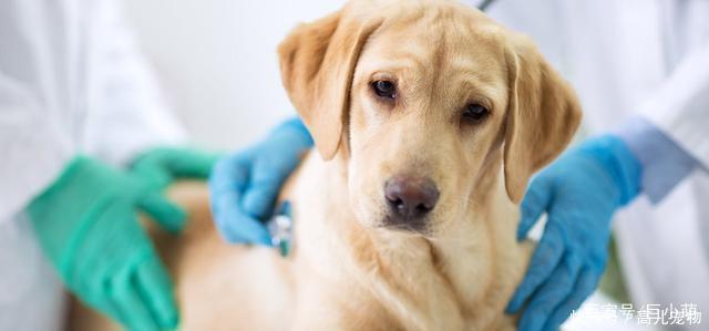狗狗身上有蜱虫?你要担心它会不会患上莱姆病