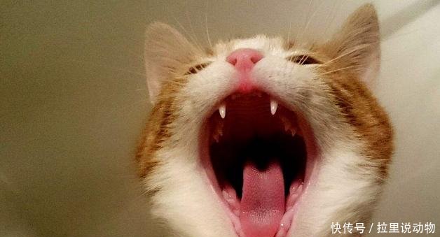 养猫之后都干过什么好事用生命作死,铲屎官也