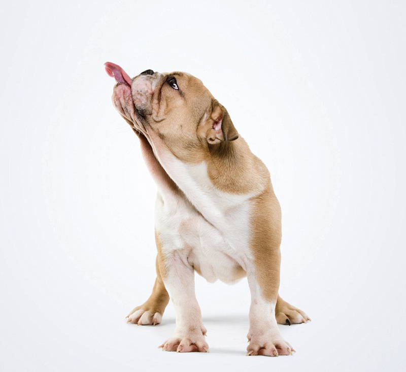 【转】美摄影师捕捉小狗舔鼻子可爱瞬间