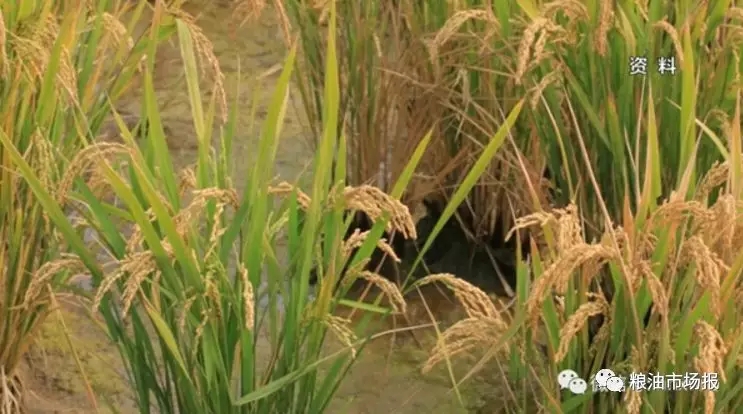 袁隆平:将在六省试种海水稻 未来三年推广种植一亿亩