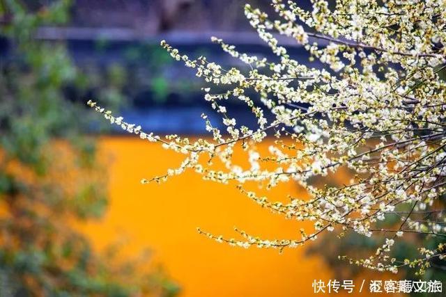 江浙沪又一网红打卡地!有轨电车穿过海棠花海,2元直达太湖