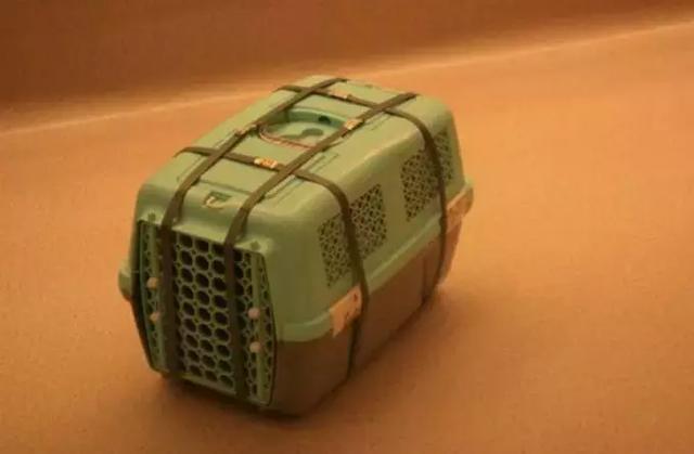 过年回家,不知道宠物托运那些事,够你急的!