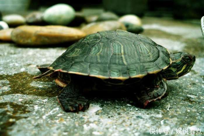 上班族养的五种动物, 不仅容易养活关键时刻也