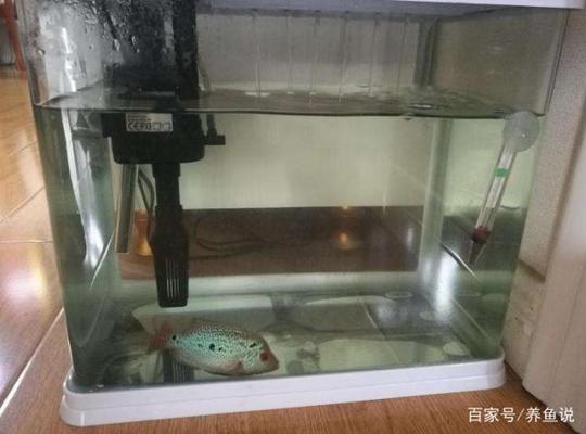 為什么魚缸看起來是弧的（為什么魚缸看起來是弧的還是平的） 祥龍水族醫(yī)院