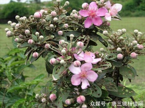 山稔子酒的功效与作用