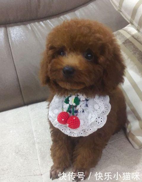 主人自己给泰迪剪毛,女友看过之后,一脚将他给