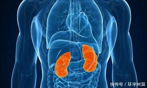 肾是男人精力的源泉,经常吃它俩可以让男人恢复20岁的精力