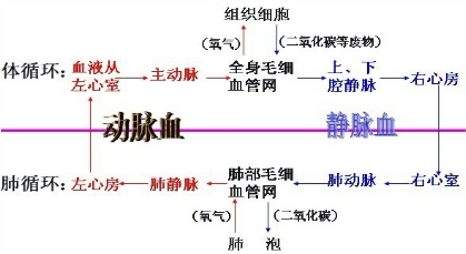 360问答违规帐号处理公告区  体循环是指血液由左心室进入主动脉,再