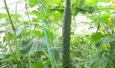 6月大棚黄瓜种植的管理技术要点 
