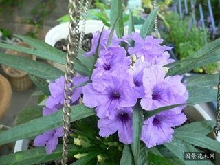 叶子又细又长,开出来的花是紫色的是什么植物