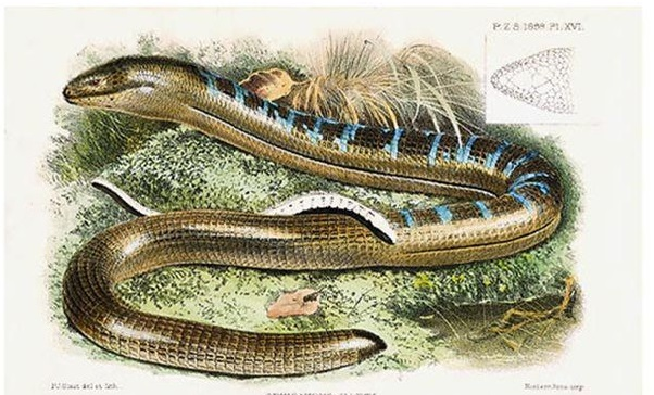 为什么大多数的孕妇都会梦到蛇?奇怪的现象能否找到合理解释? 为什么大多数的孕妇都会梦到蛇?奇怪的现象能否找到合理解释?